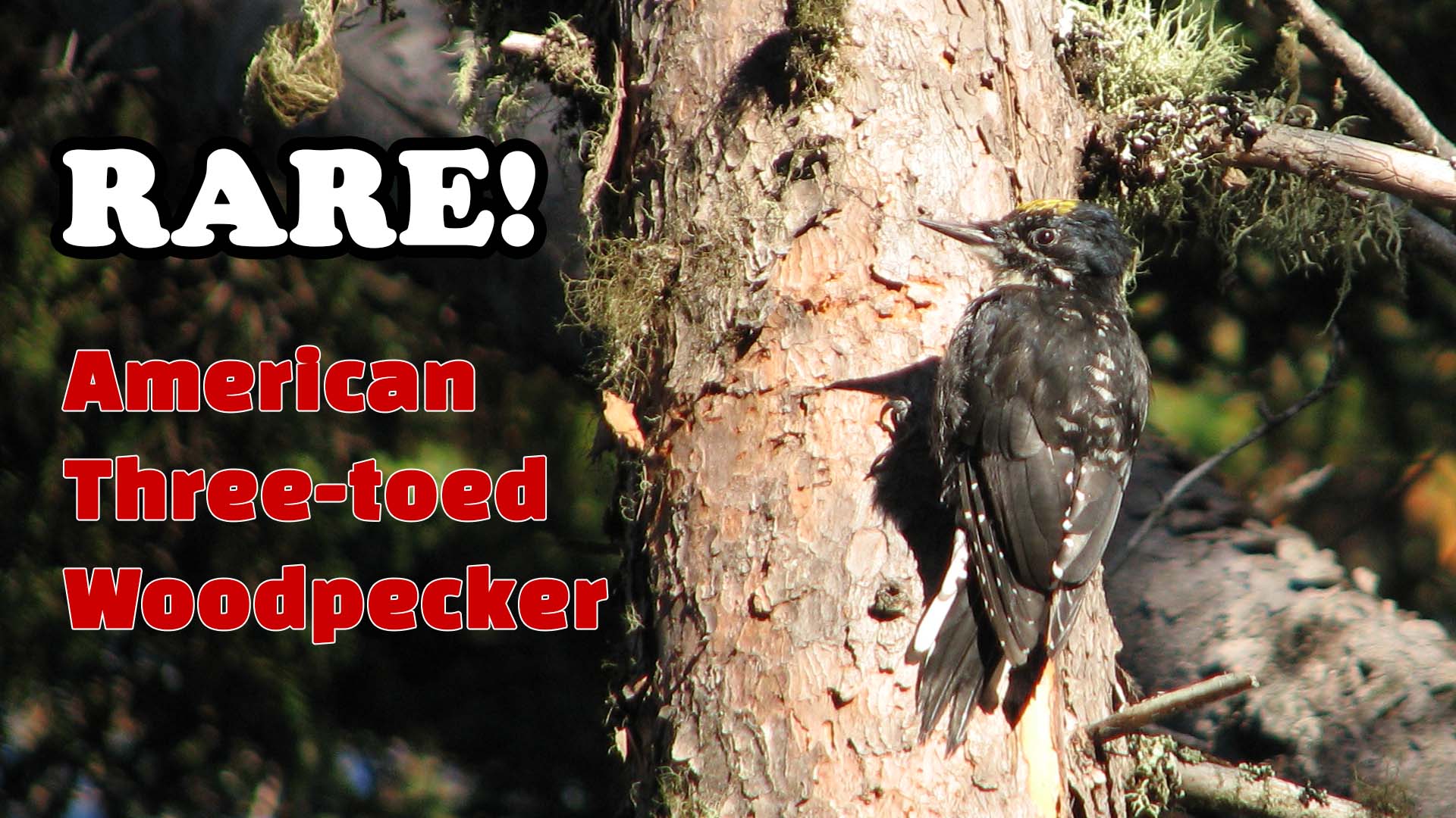 Rare Woodpeckers